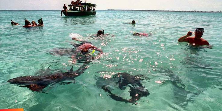 Hol Chan marine life
